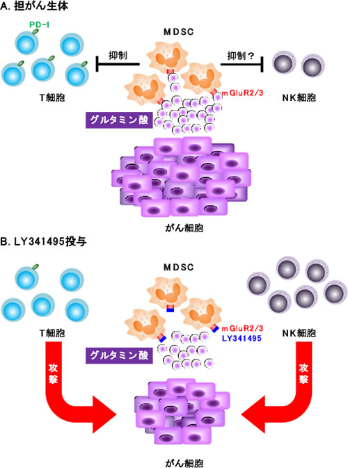 図．LY341495投与による抗がん作用機構