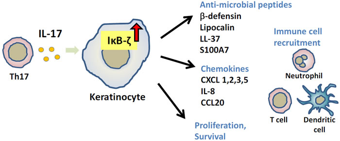 図1 IL-17による角化細胞活性化とIκB-ζ