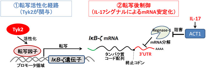 図2 IκB-ζ 遺伝子発現における転写および転写後制御