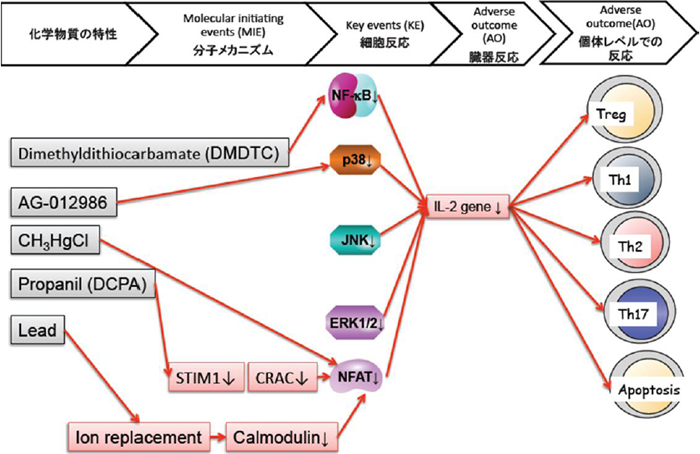 図2 IL-2転写活性抑制をkey eventとするT細胞分化異常誘導に関するAOP